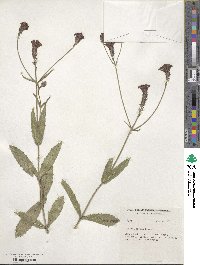 Verbena rigida image