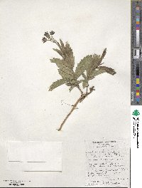 Verbena rigida image