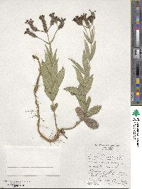 Verbena rigida image