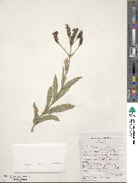 Verbena rigida image