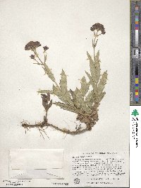 Verbena rigida image