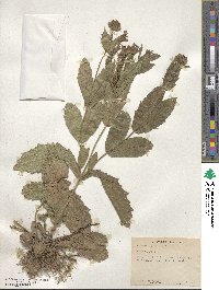 Verbena rigida image