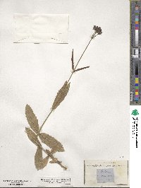 Verbena rigida image