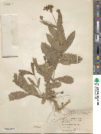 Verbena rigida image