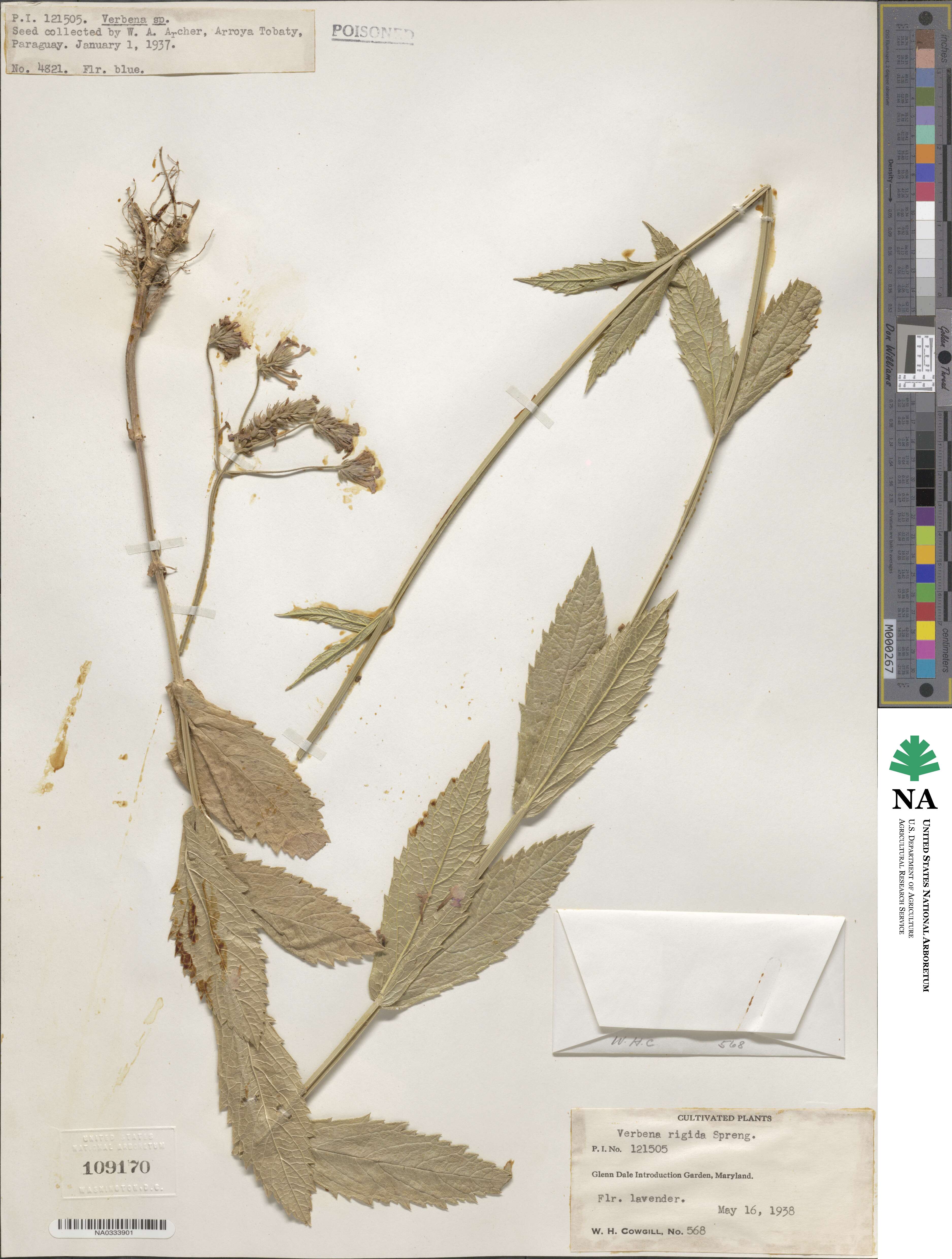 Verbena rigida image