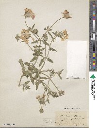 Verbena stricta image