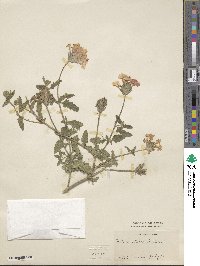 Verbena stricta image