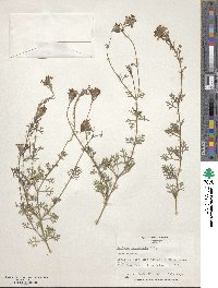 Verbena aristigera image