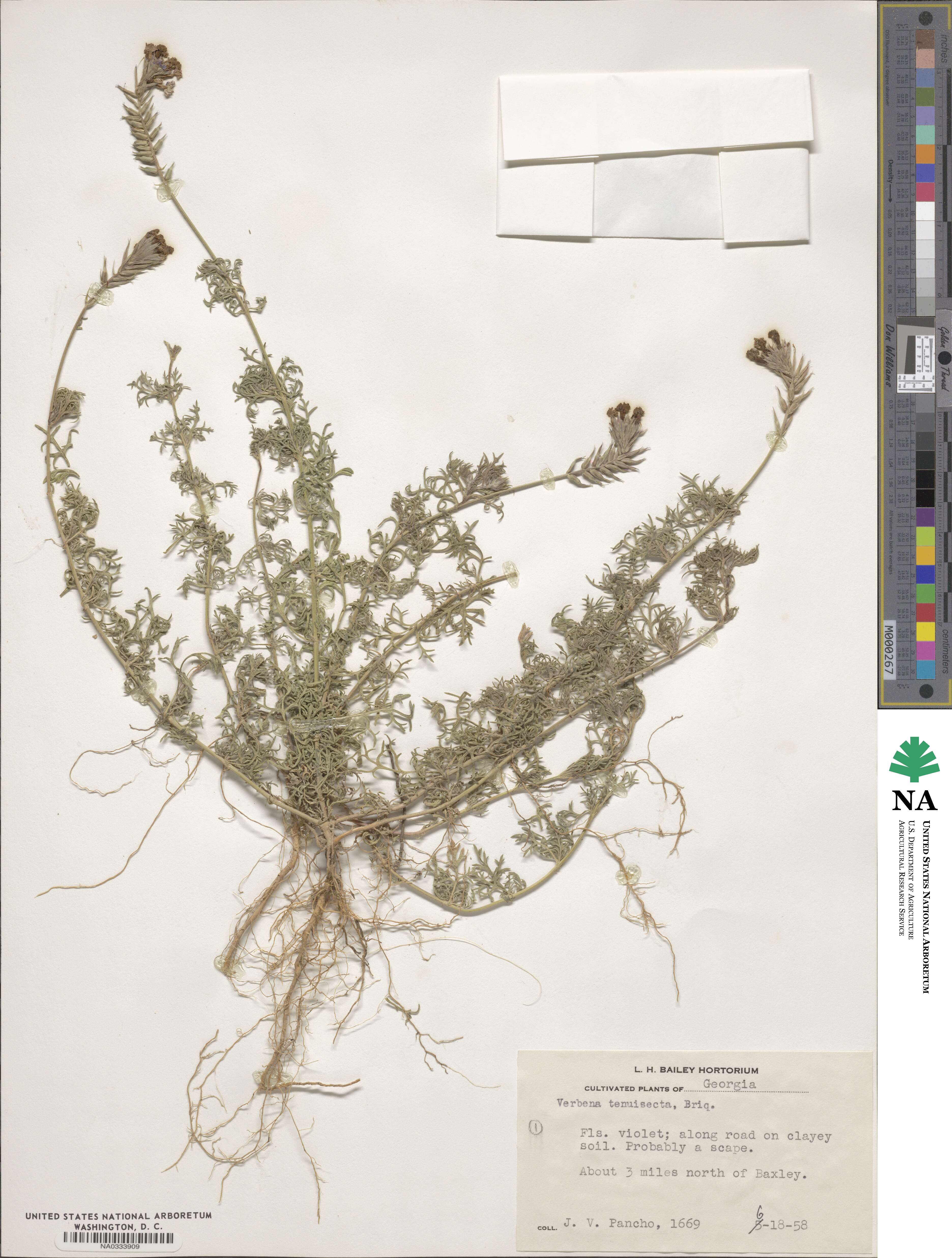 Verbena aristigera image