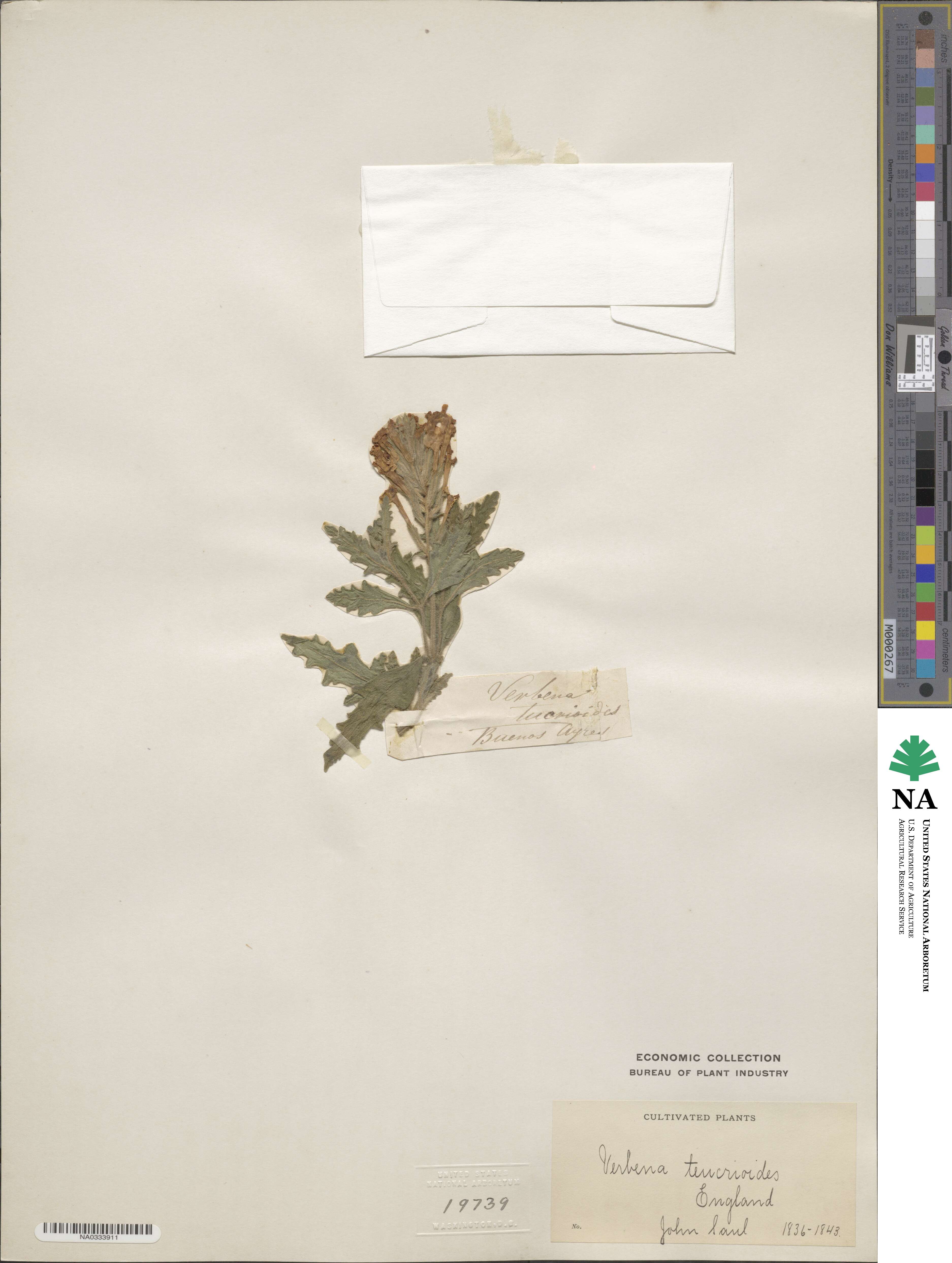 Verbena platensis image