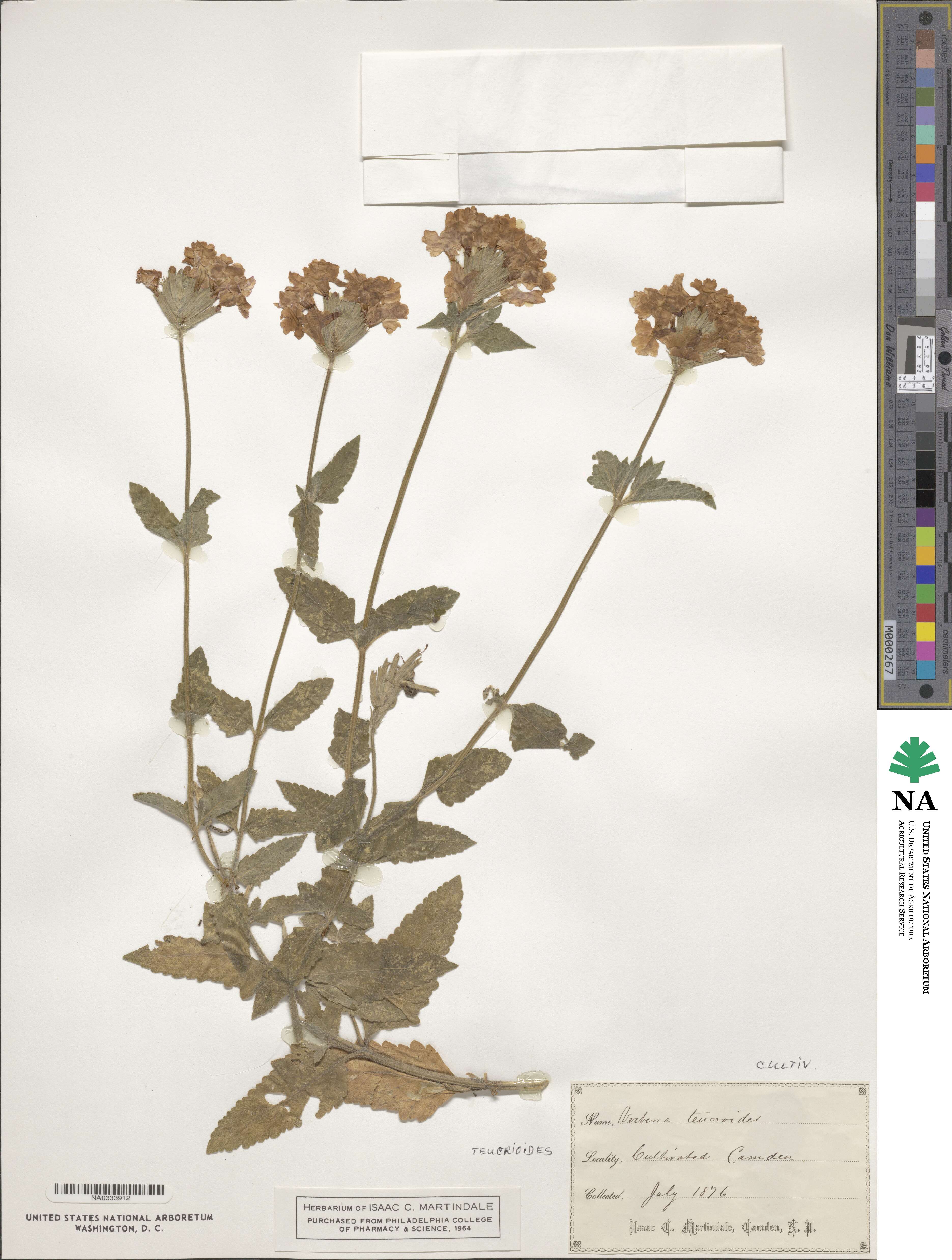 Verbena platensis image