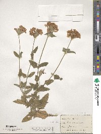 Verbena platensis image