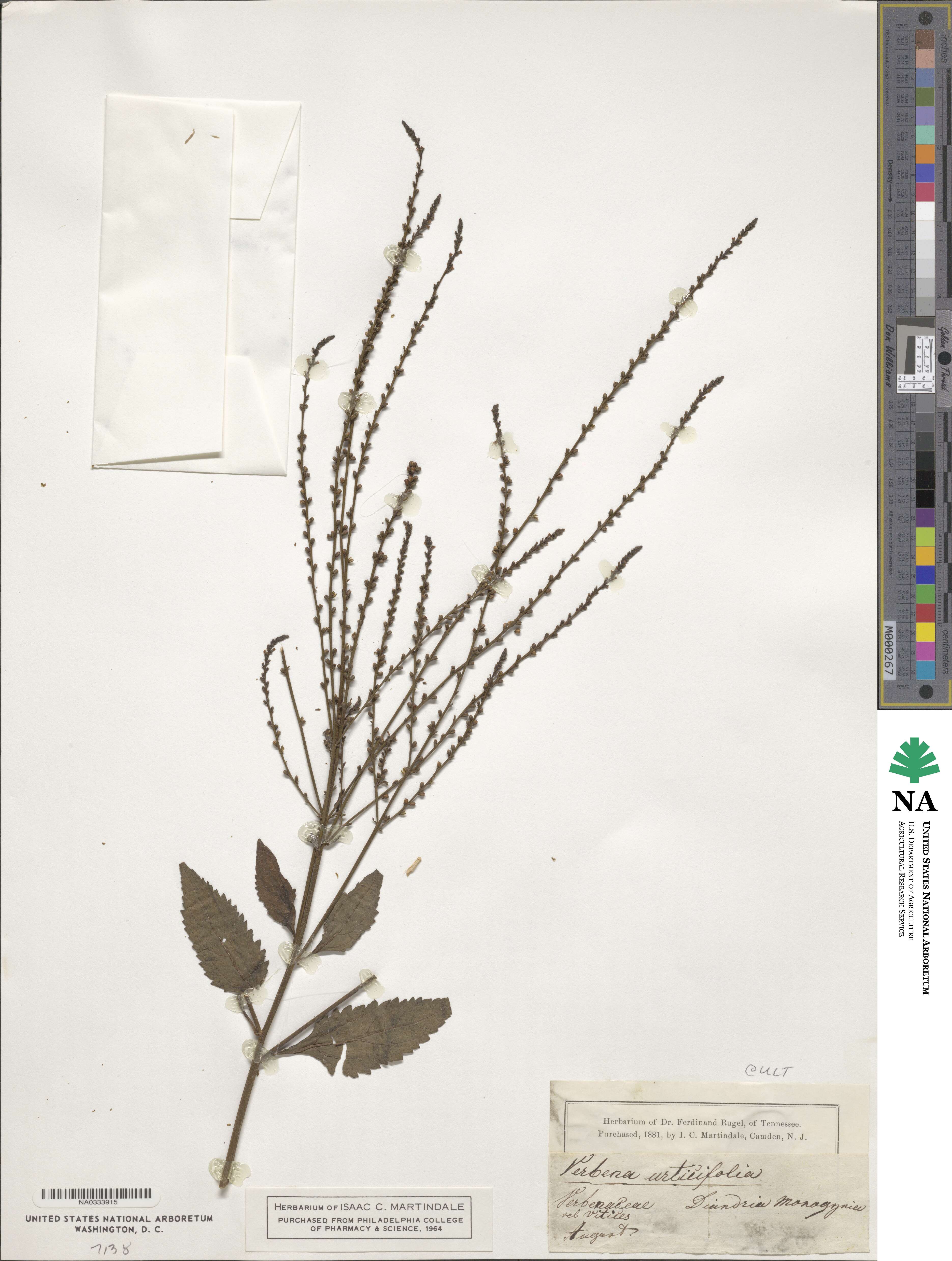 Verbena urticifolia image