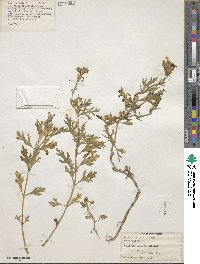 Verbena bipinnatifida image