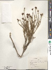 Junellia selaginoides var. illapelina image