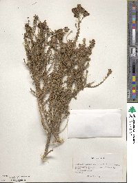 Junellia selaginoides var. illapelina image