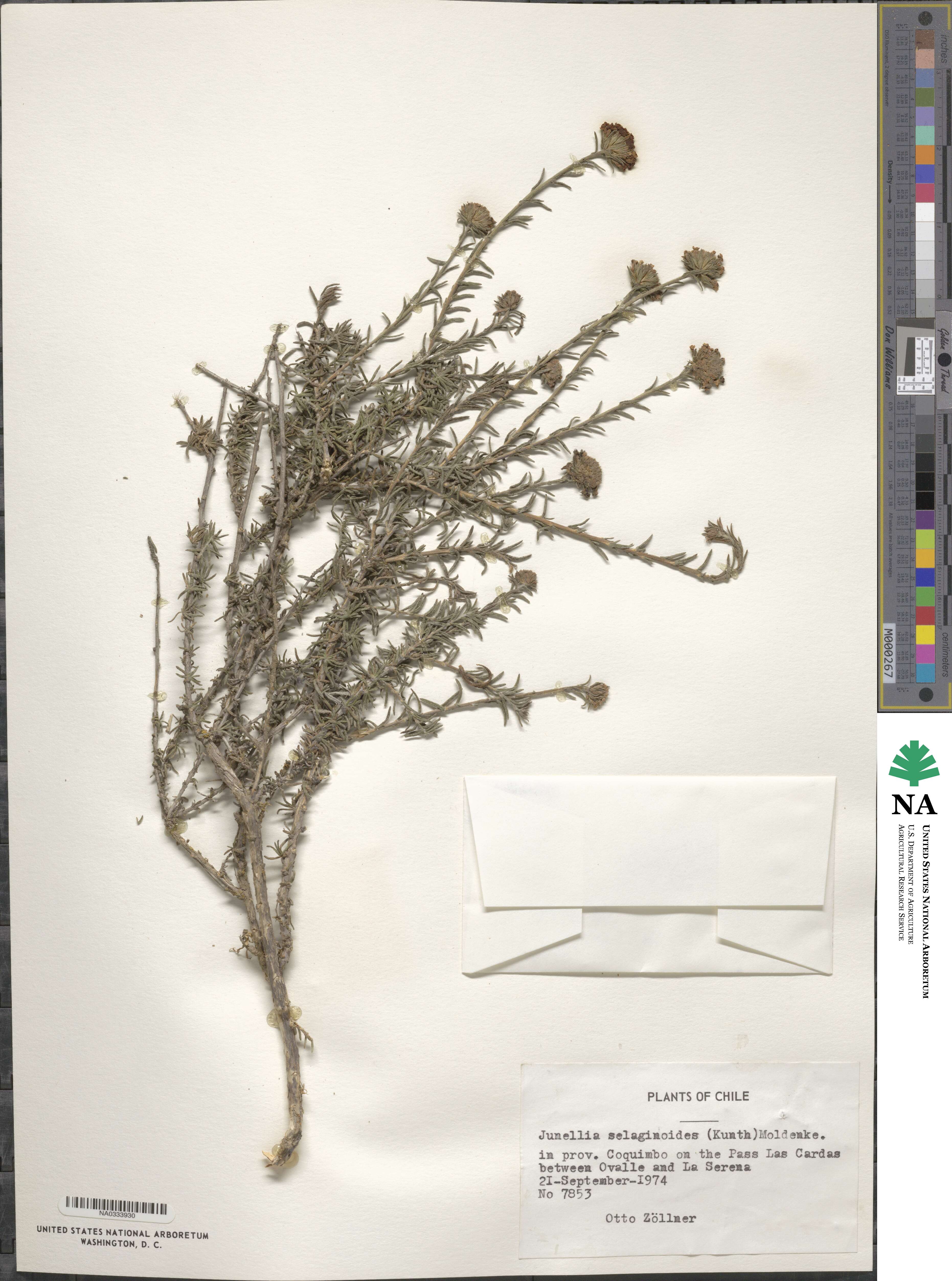 Junellia selaginoides image