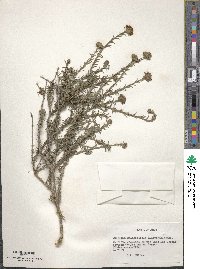 Junellia selaginoides image