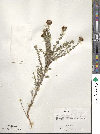 Junellia selaginoides image