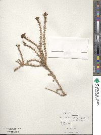 Junellia seriphioides image