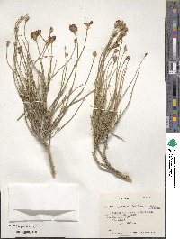 Junellia spathulata image