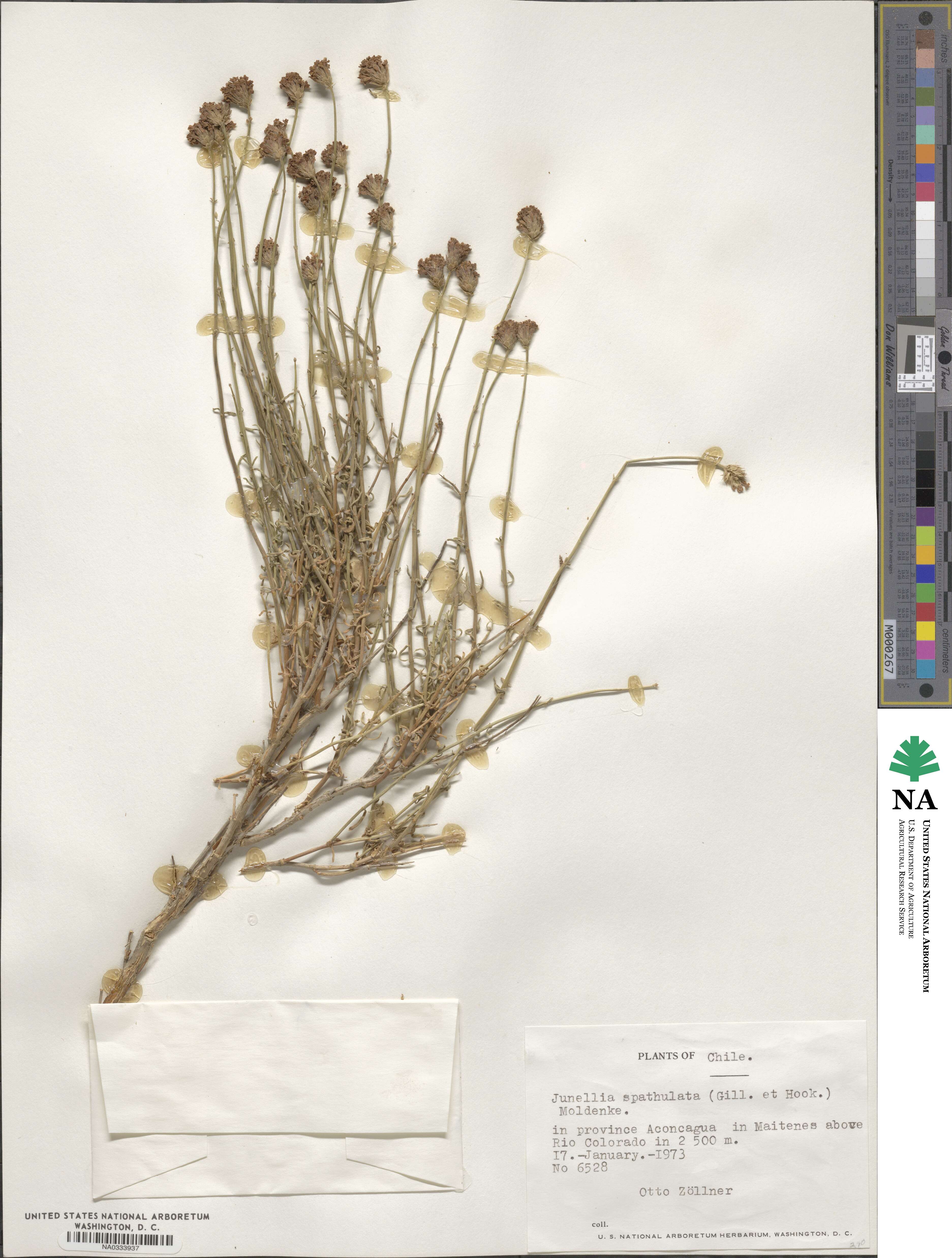 Junellia spathulata image