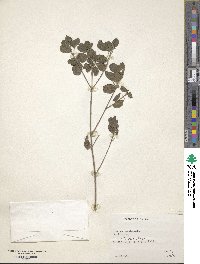 Image of Lantana involucrata