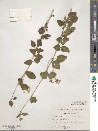 Lantana montevidensis image