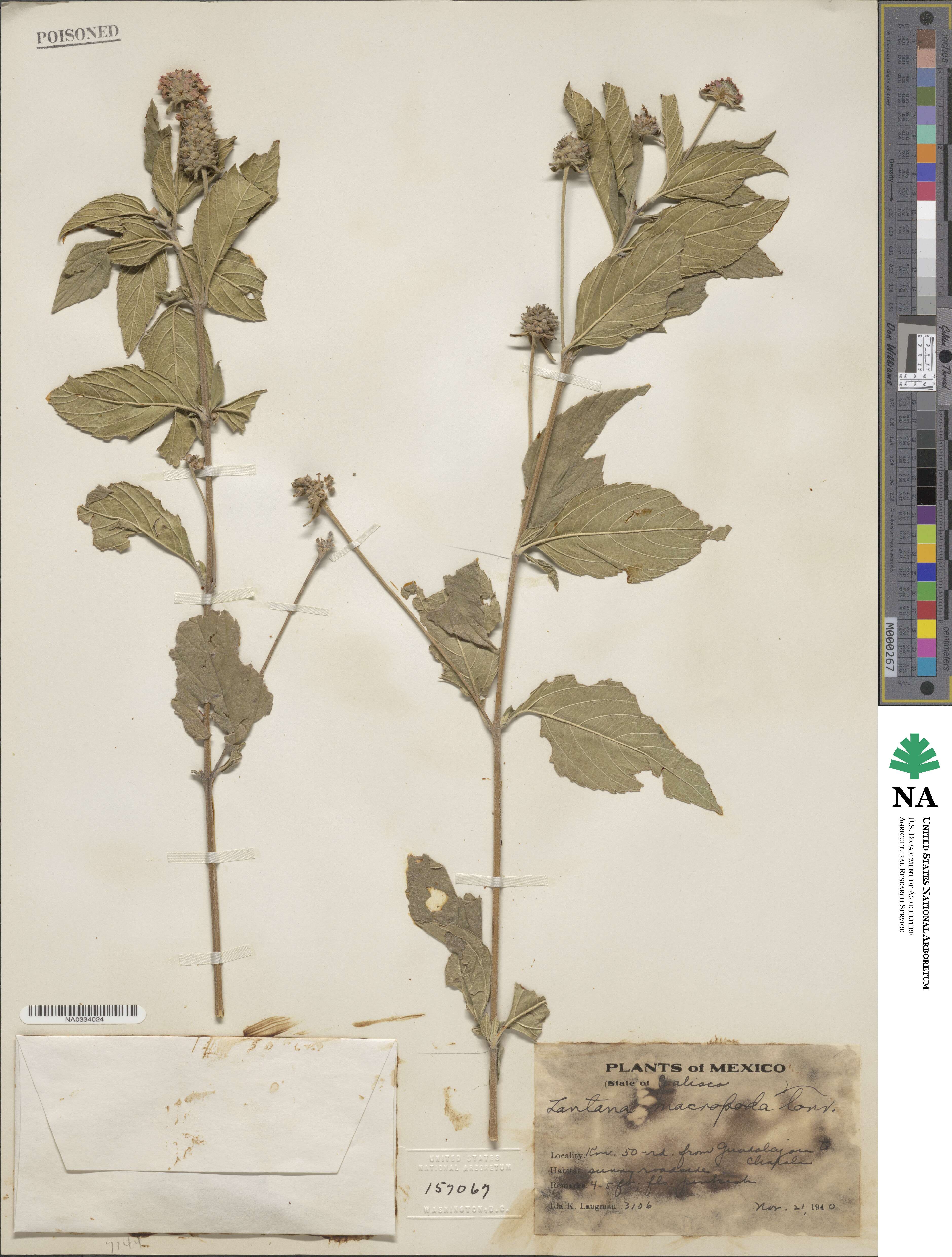 Lantana achyranthifolia image