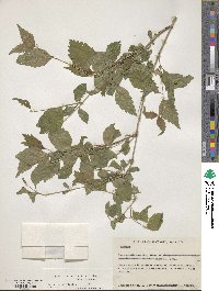 Lantana velutina image