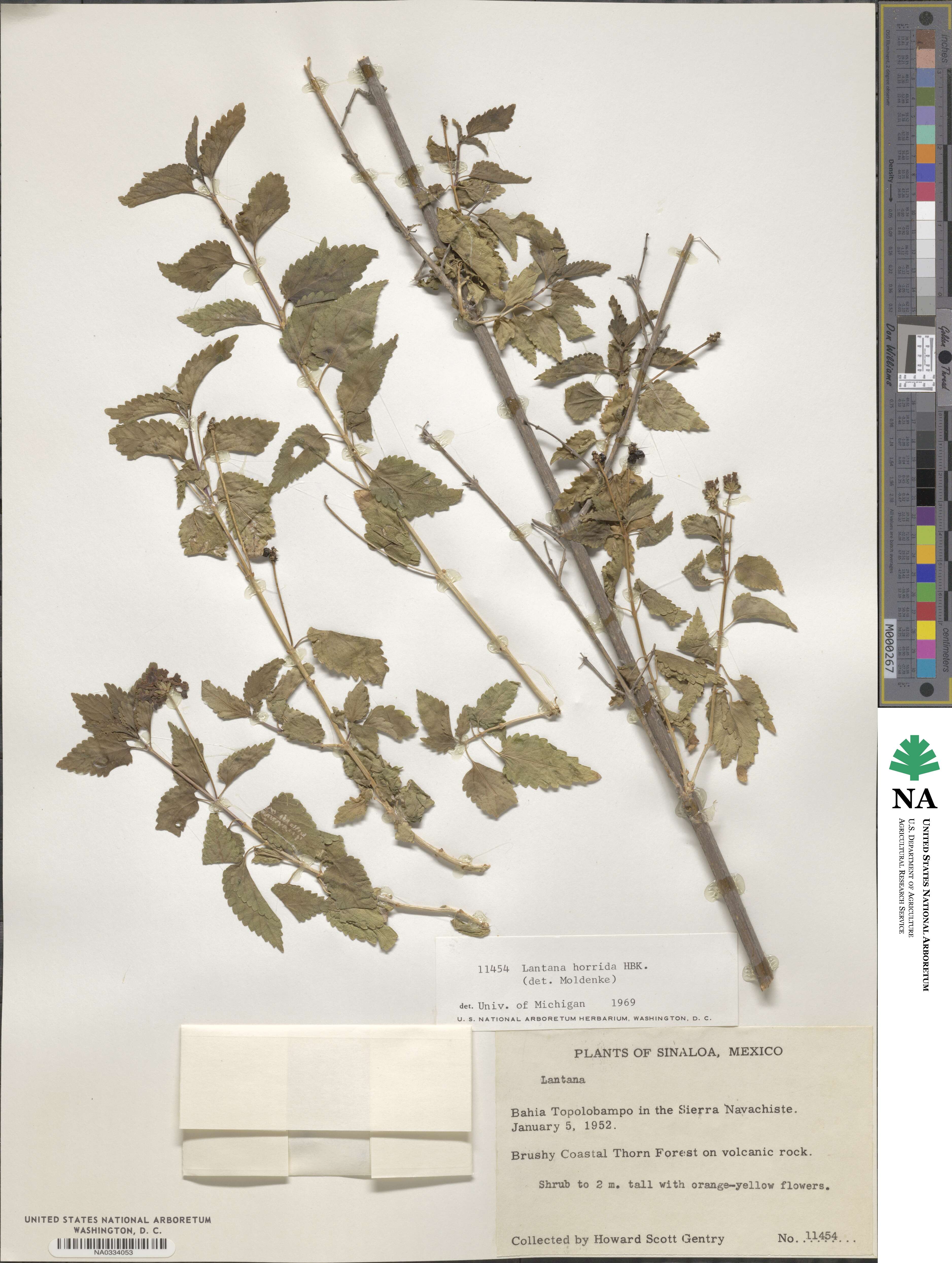 Lantana horrida image
