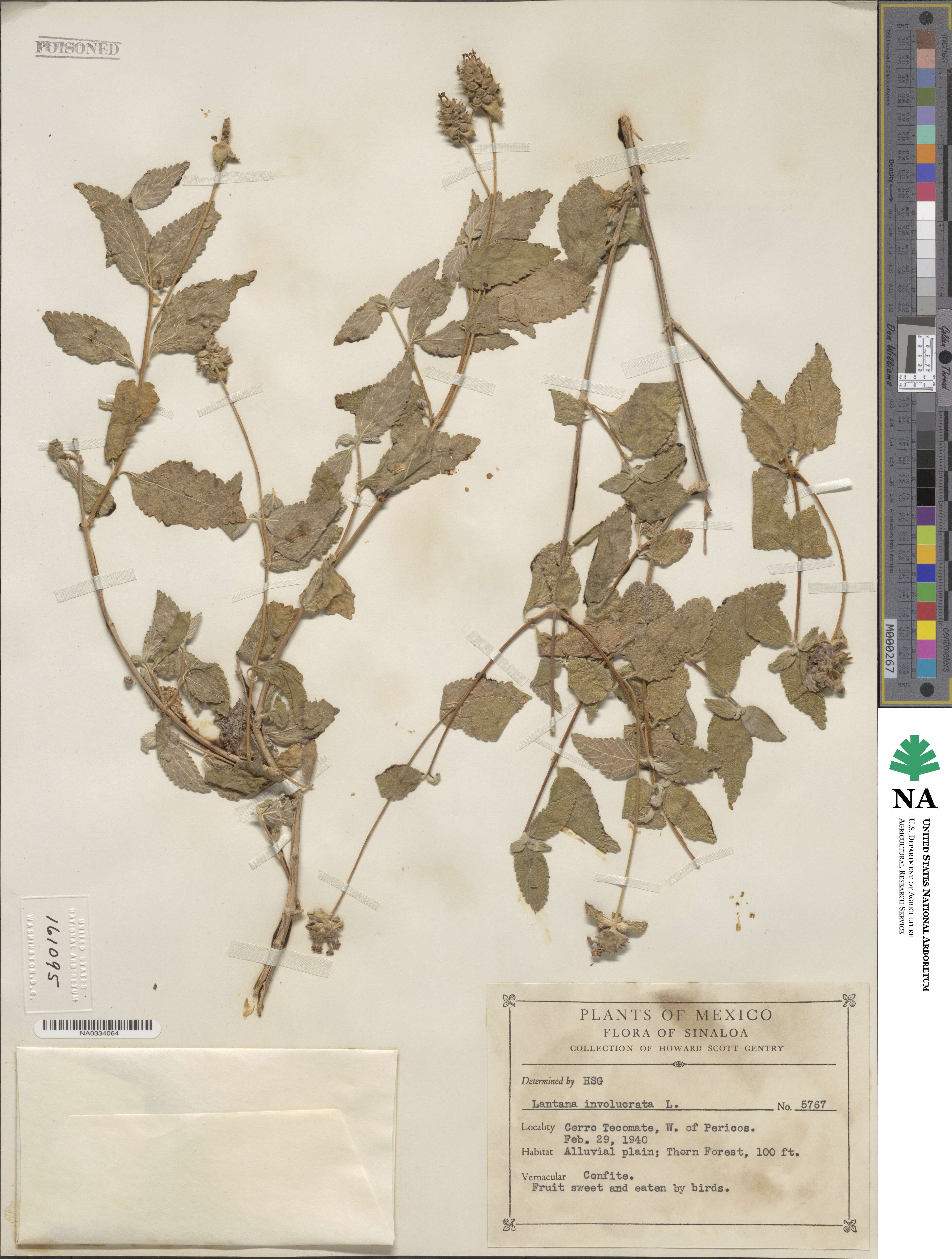 Lantana image