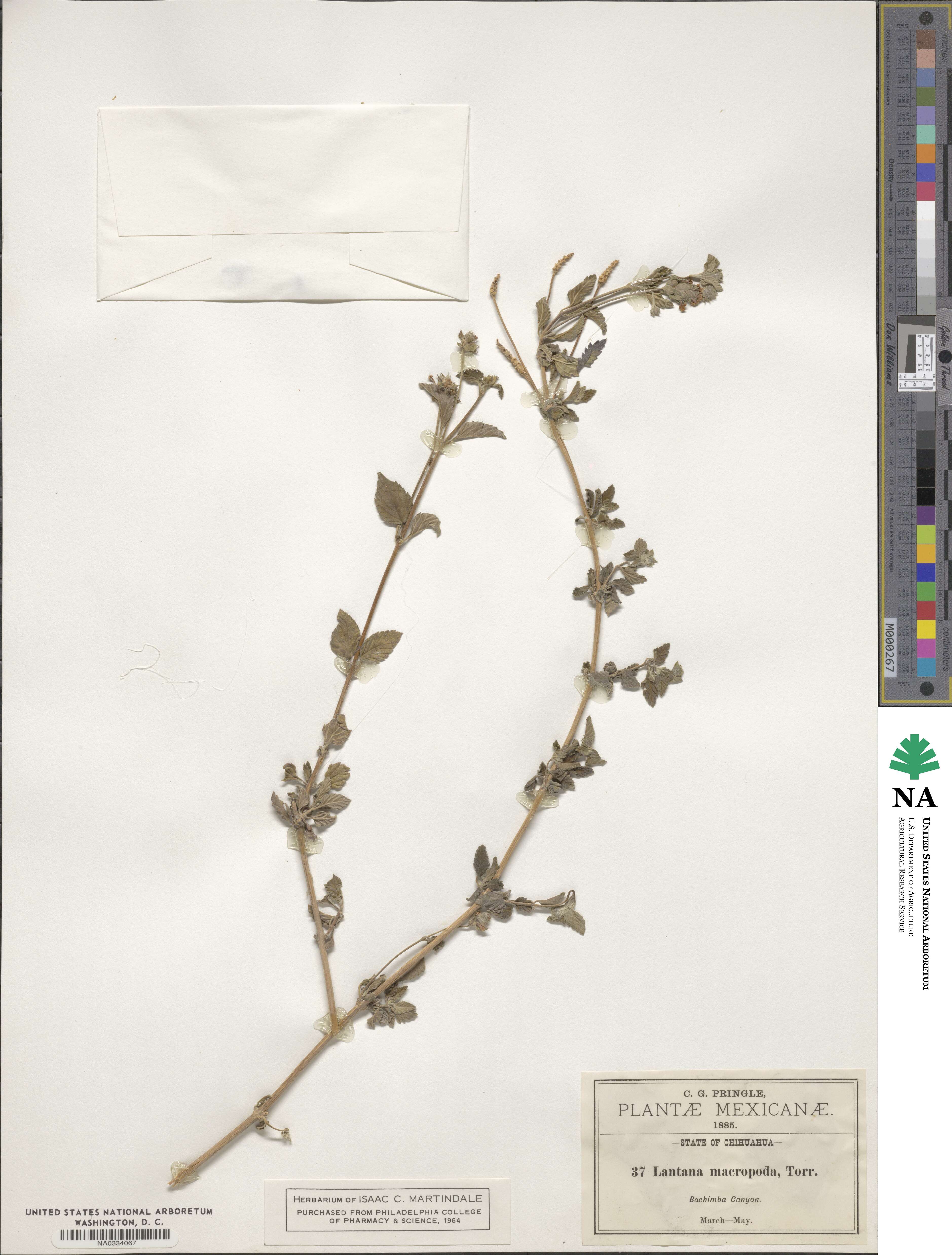 Lantana achyranthifolia image