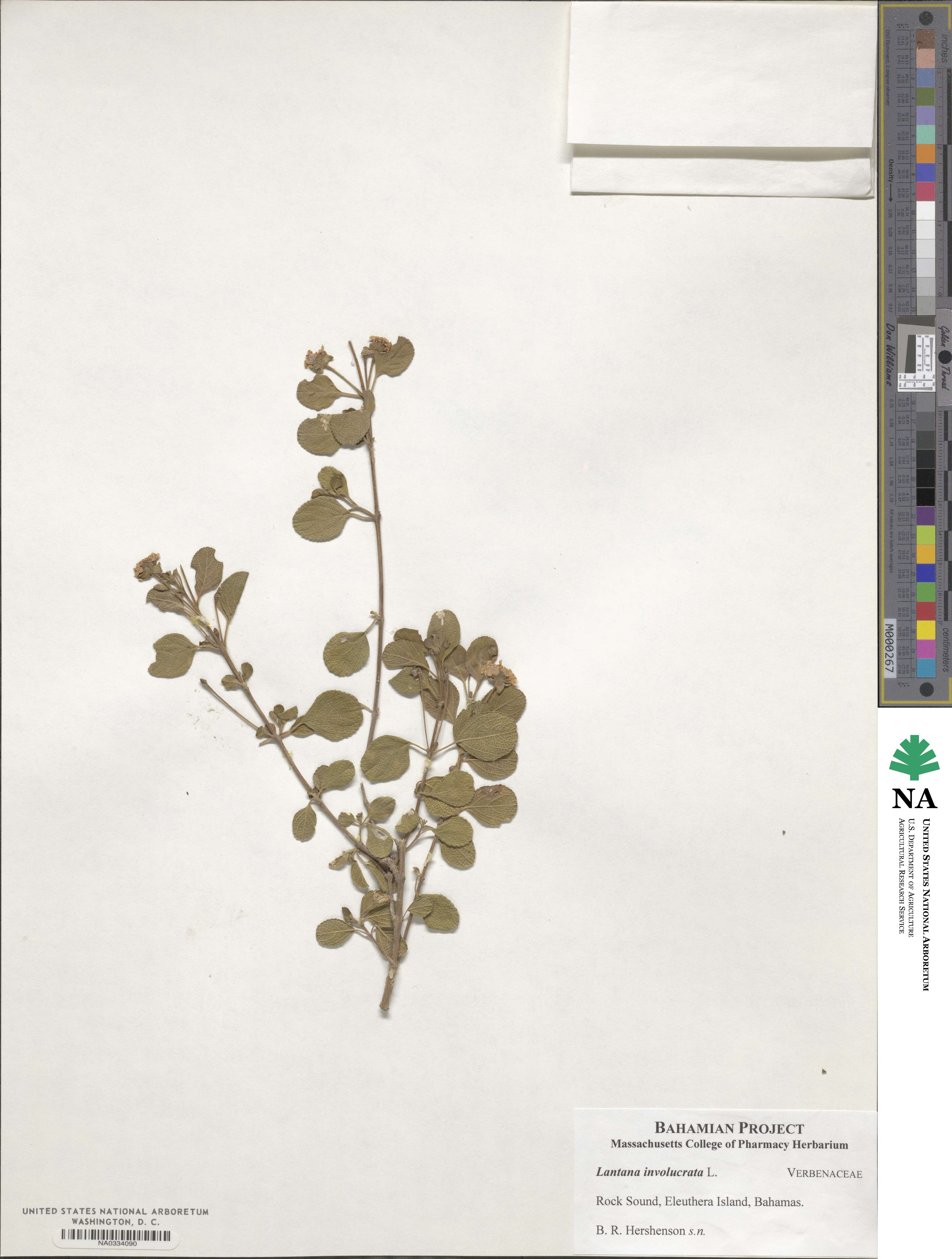 Lantana involucrata image