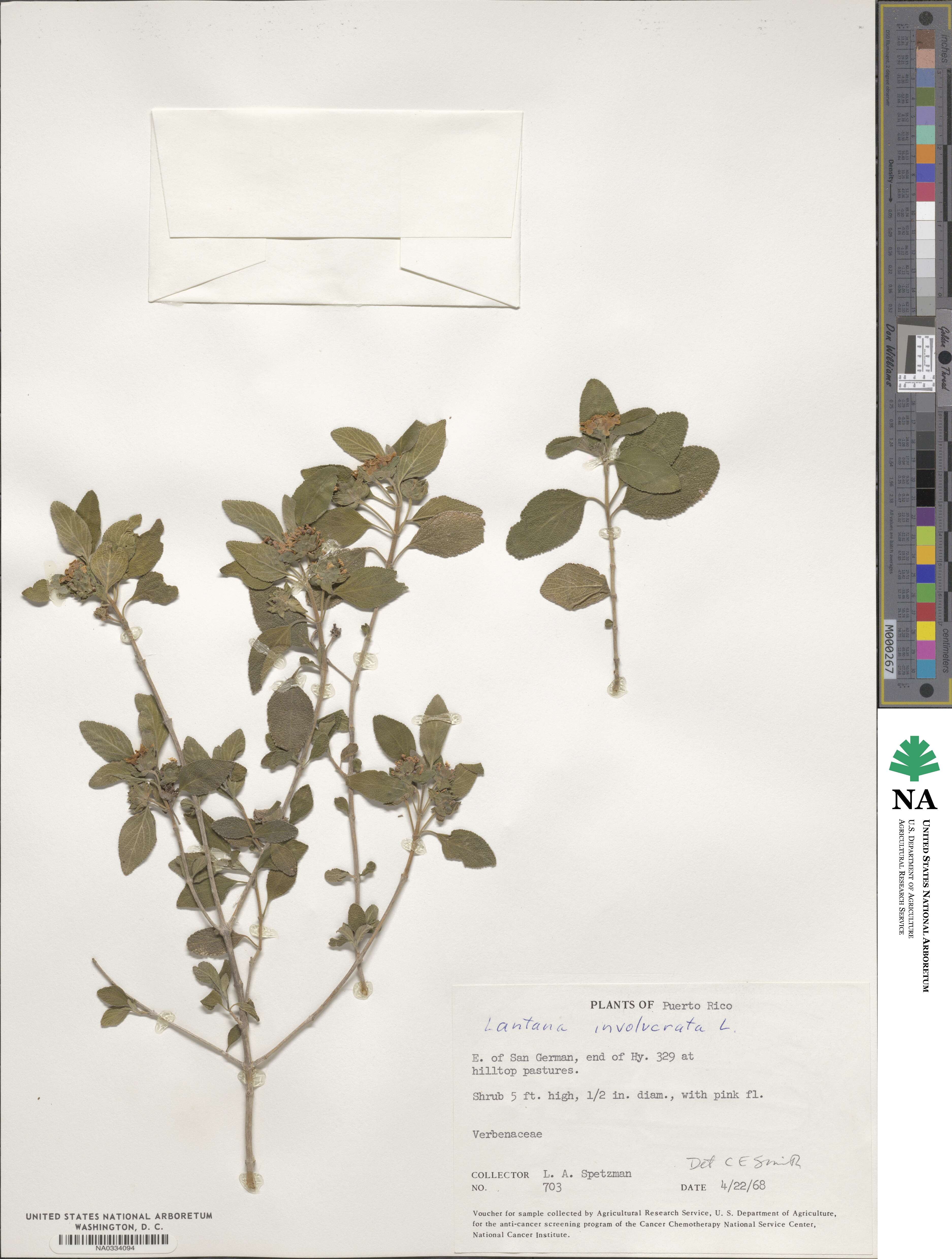 Lantana involucrata image