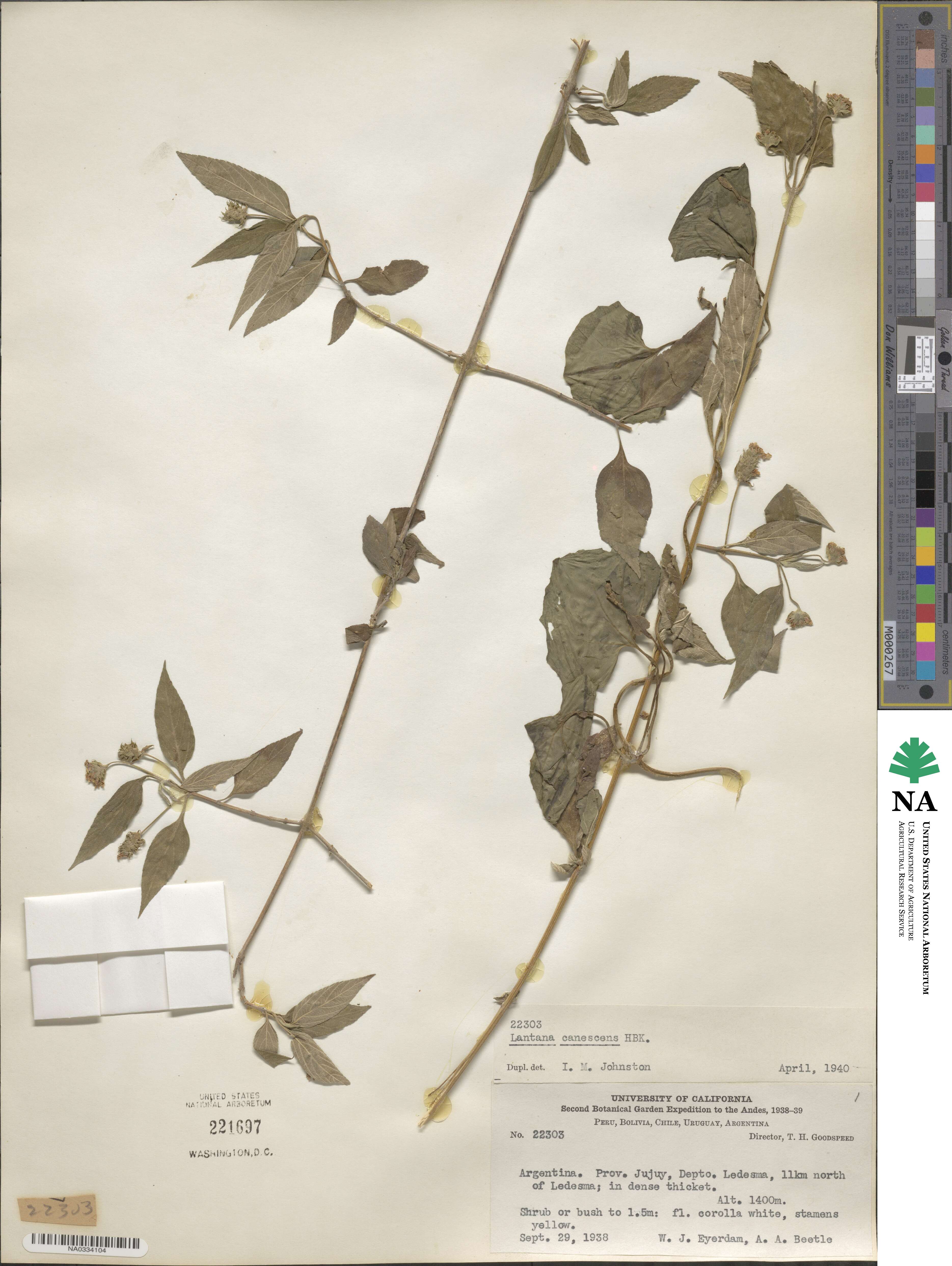 Lantana canescens image