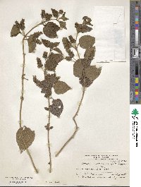 Lippia lippioides image