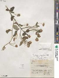 Lantana rugulosa image