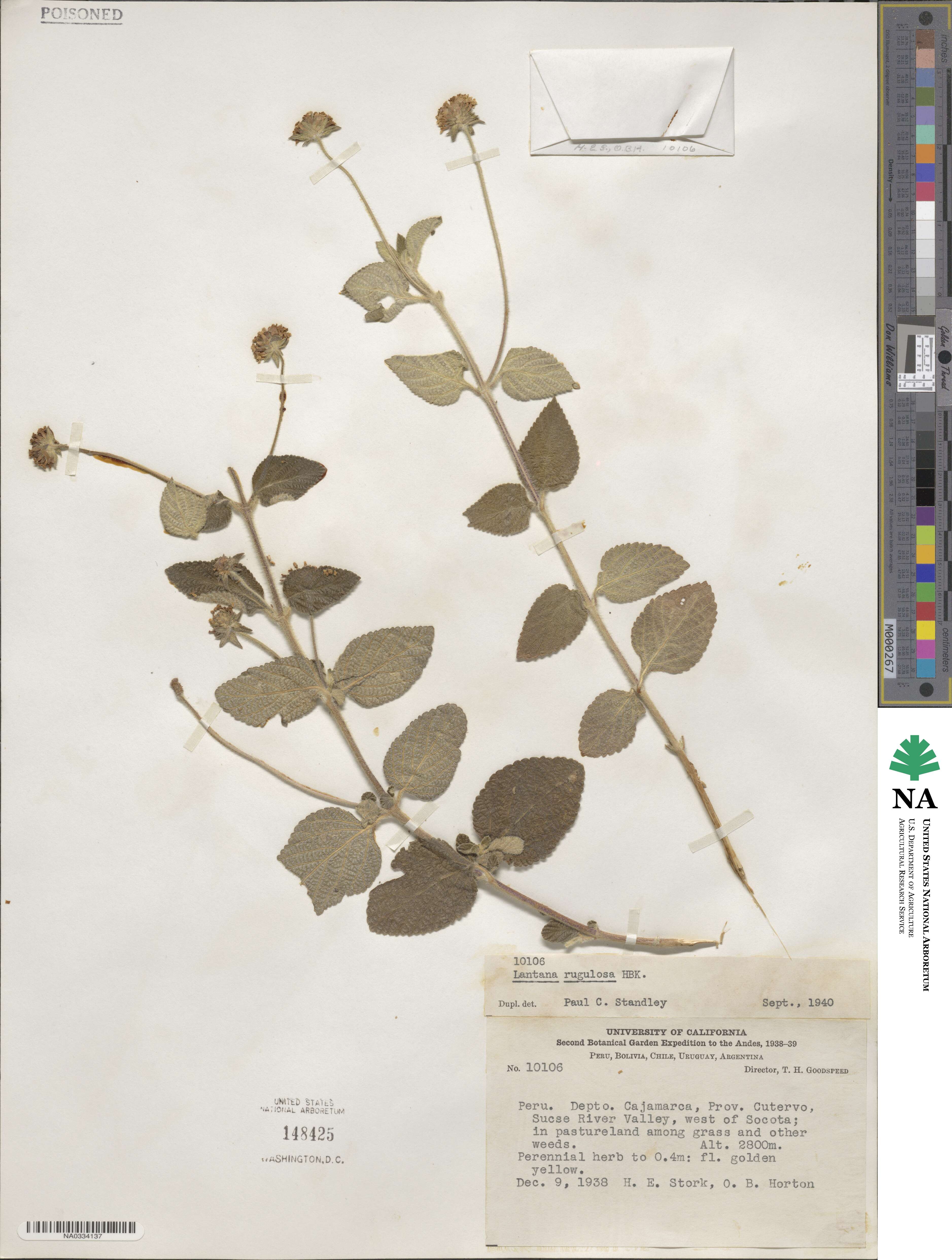 Lantana rugulosa image