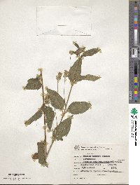 Lantana undulata image