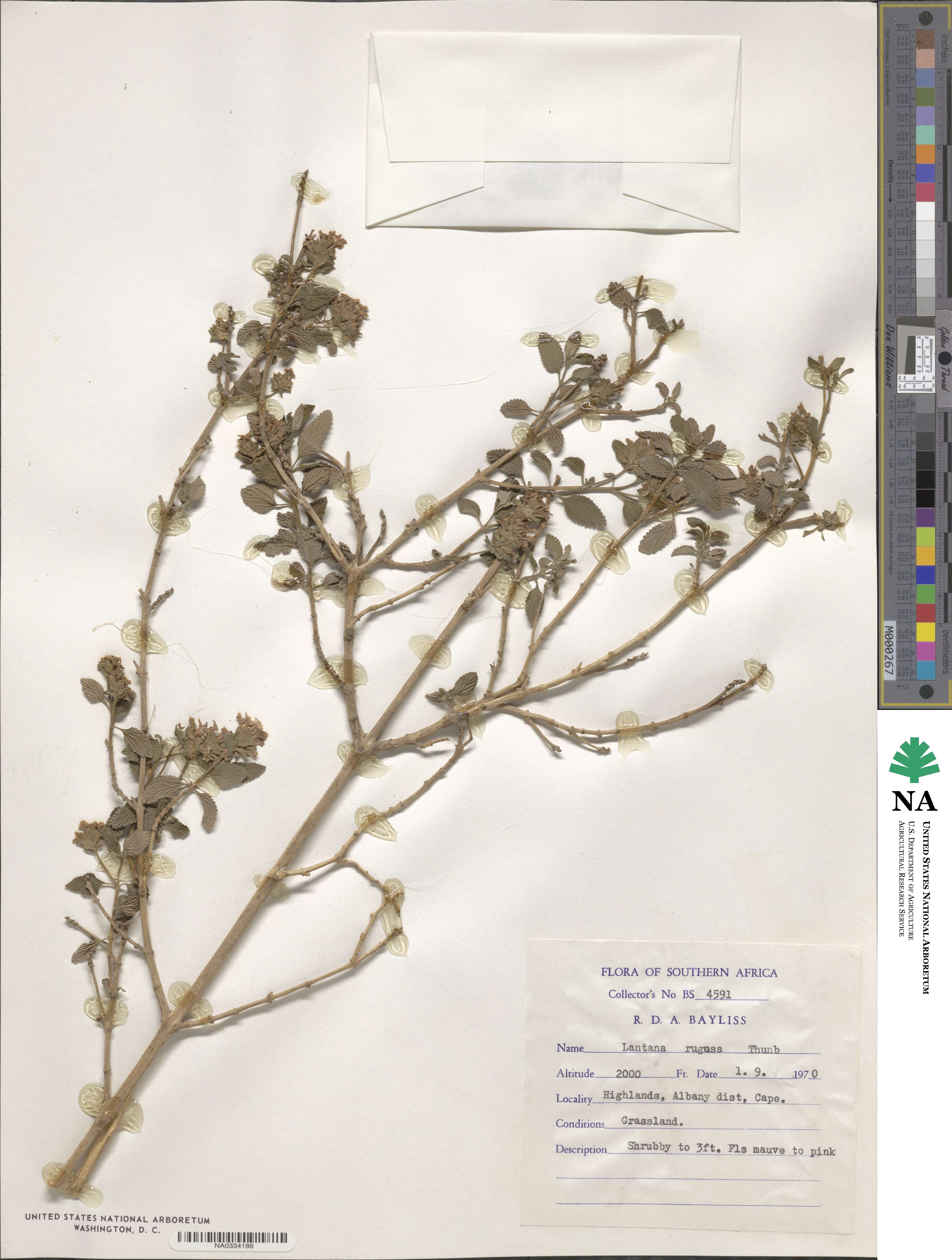 Lantana rugosa image