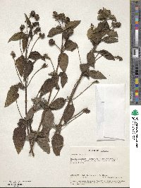 Lantana trifolia image