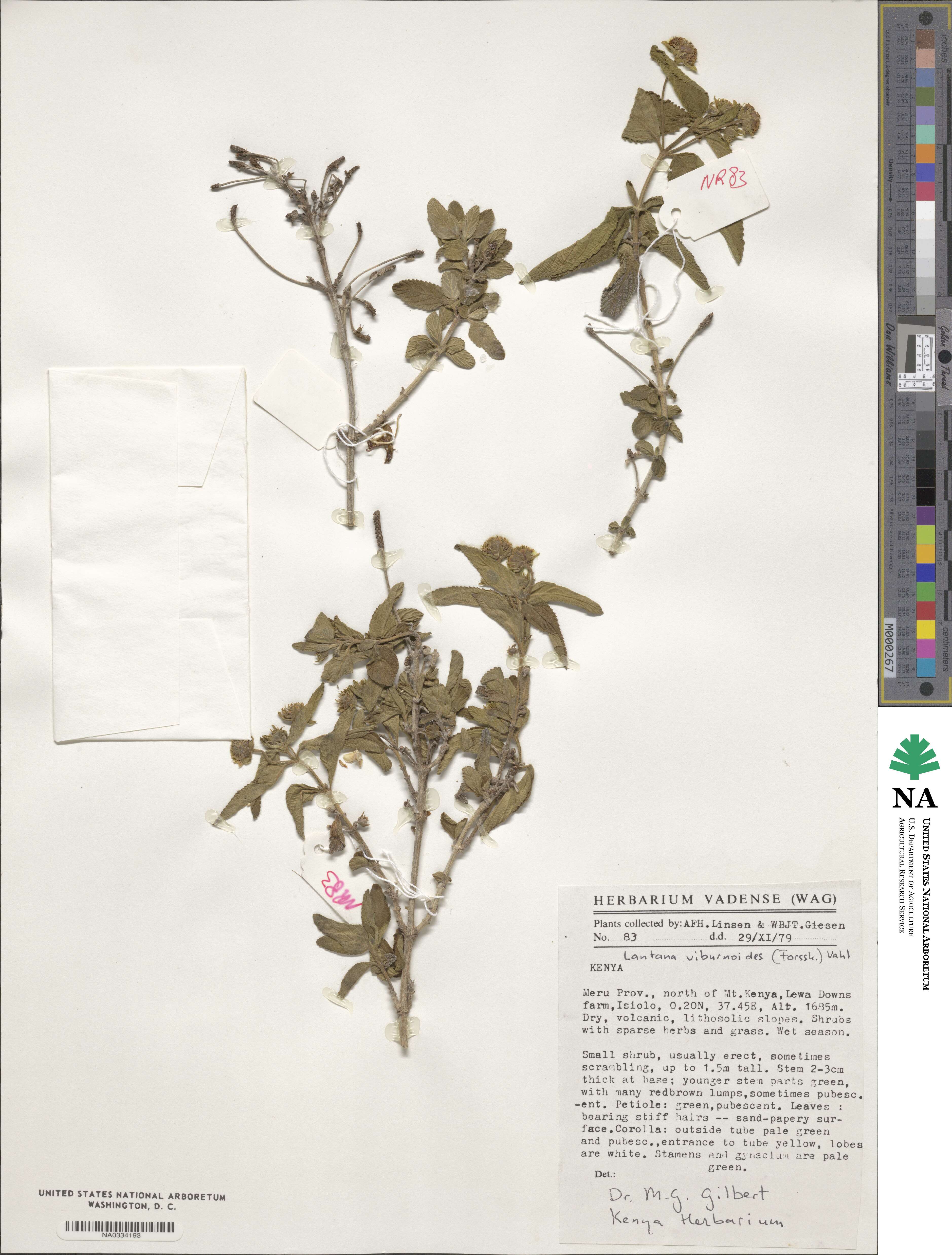 Lantana viburnoides image