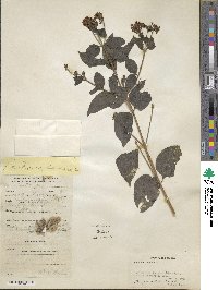 Lantana camara image