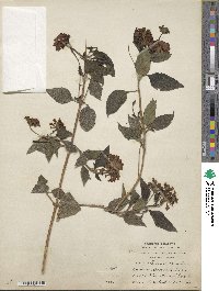 Lantana camara image