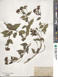 Lantana camara image