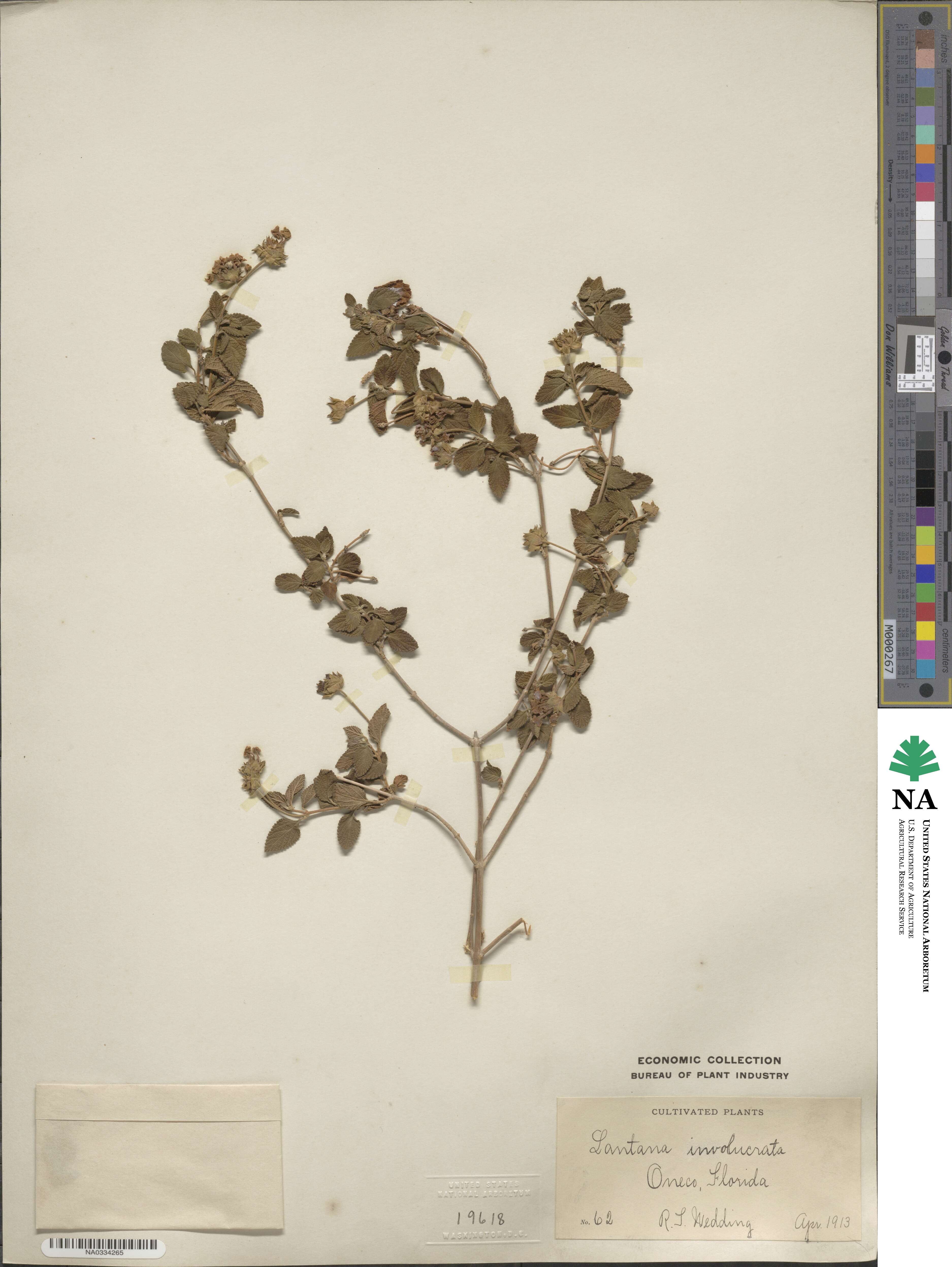 Lantana involucrata image