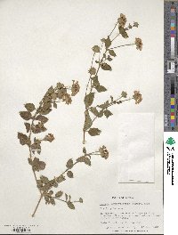 Lantana montevidensis image