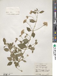 Lantana montevidensis image