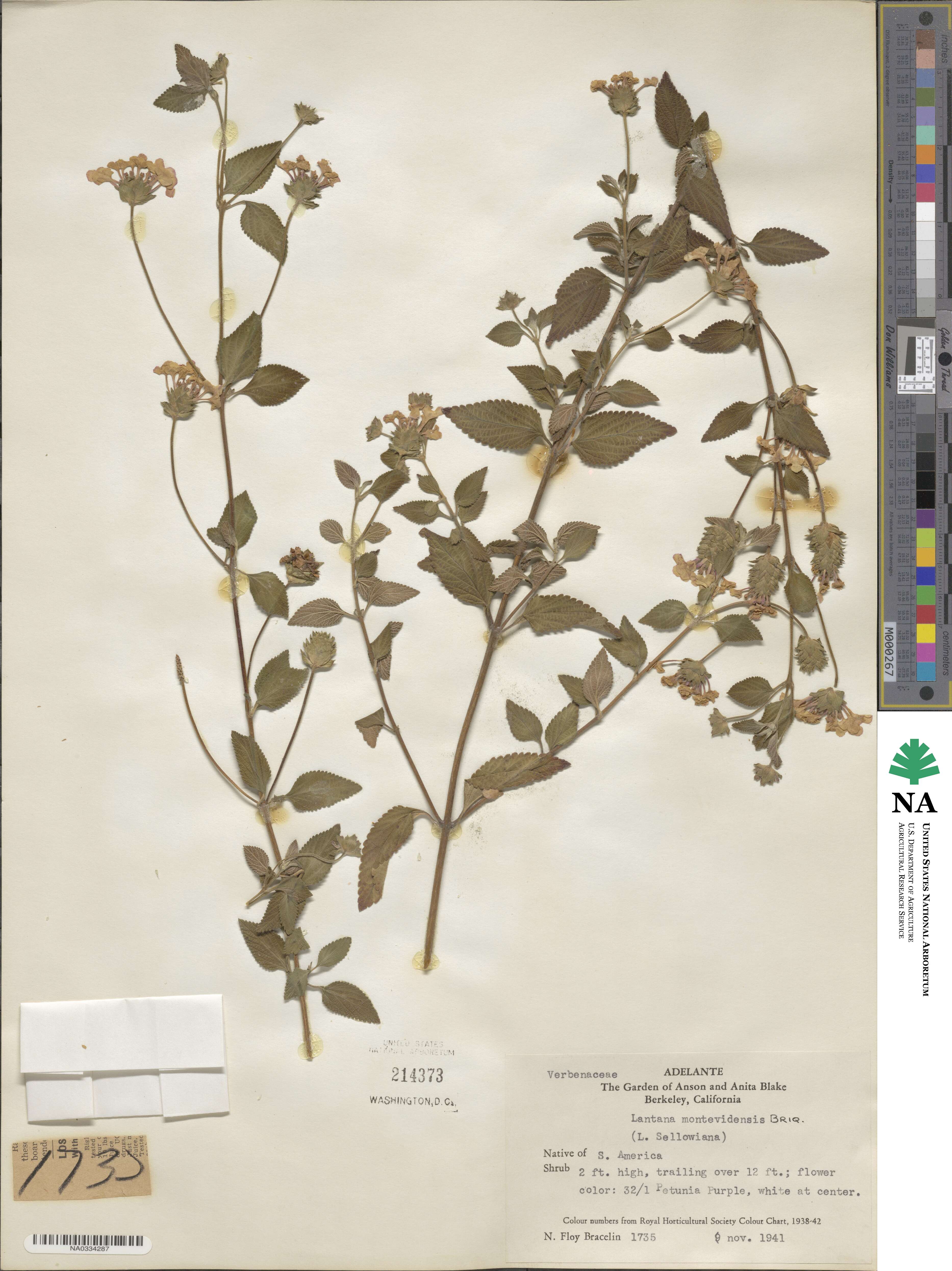 Lantana montevidensis image